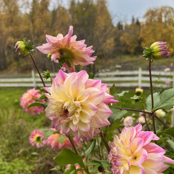 Meet your Posher, Kate - Picture 1 of 1